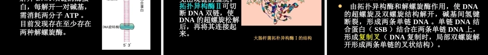 DNA replication DNA的生物合成.ppt