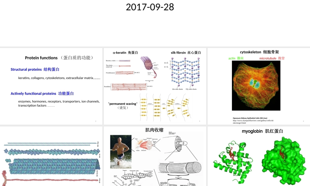 2017 protein function(1).ppt