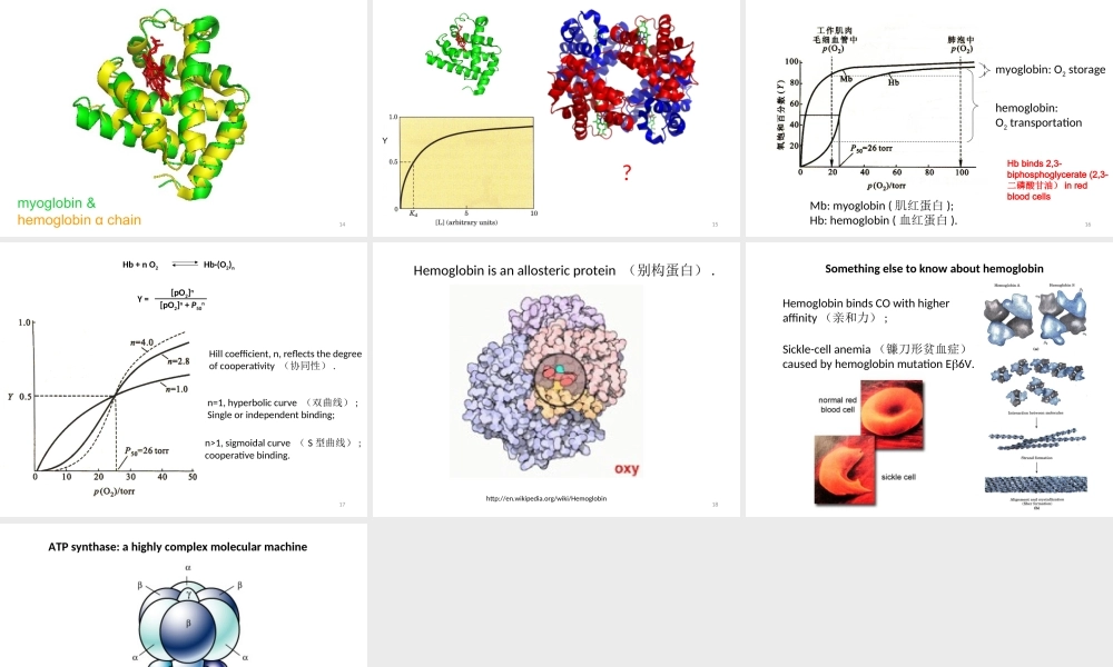 2017 protein function(1).ppt