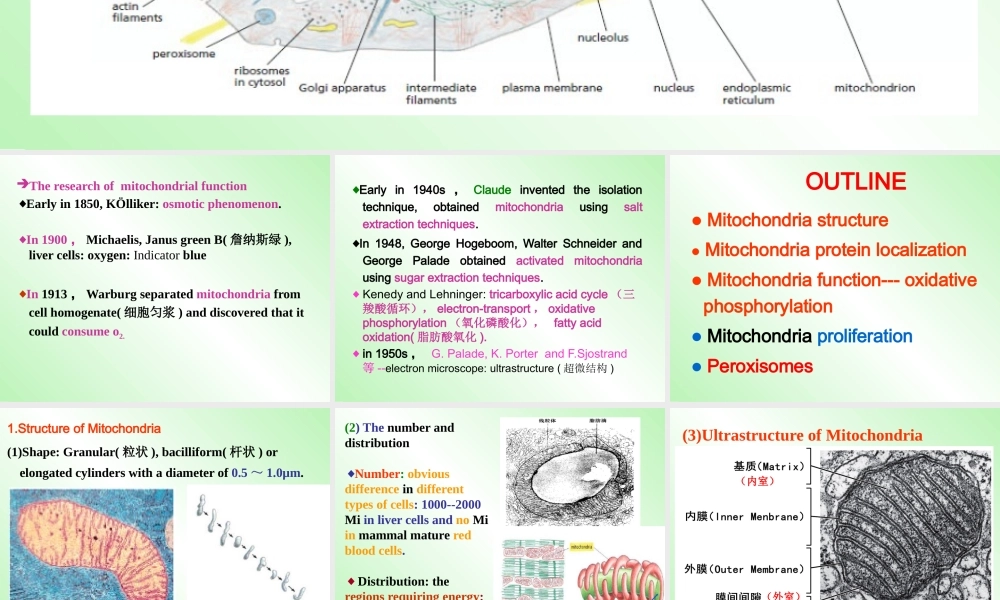 Chapter 7 Mitochondria.2017sF ppt(1).pptx