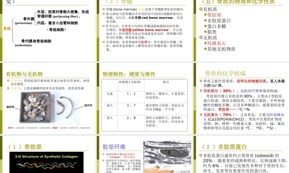 2. 骨骼解剖学概要 .ppt