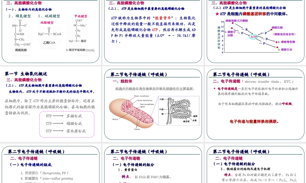 4生物氧化 (1).ppt