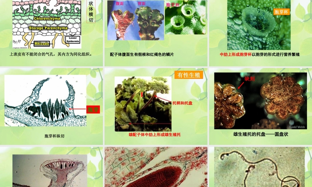 10-higher plant-3 苔藓.ppt