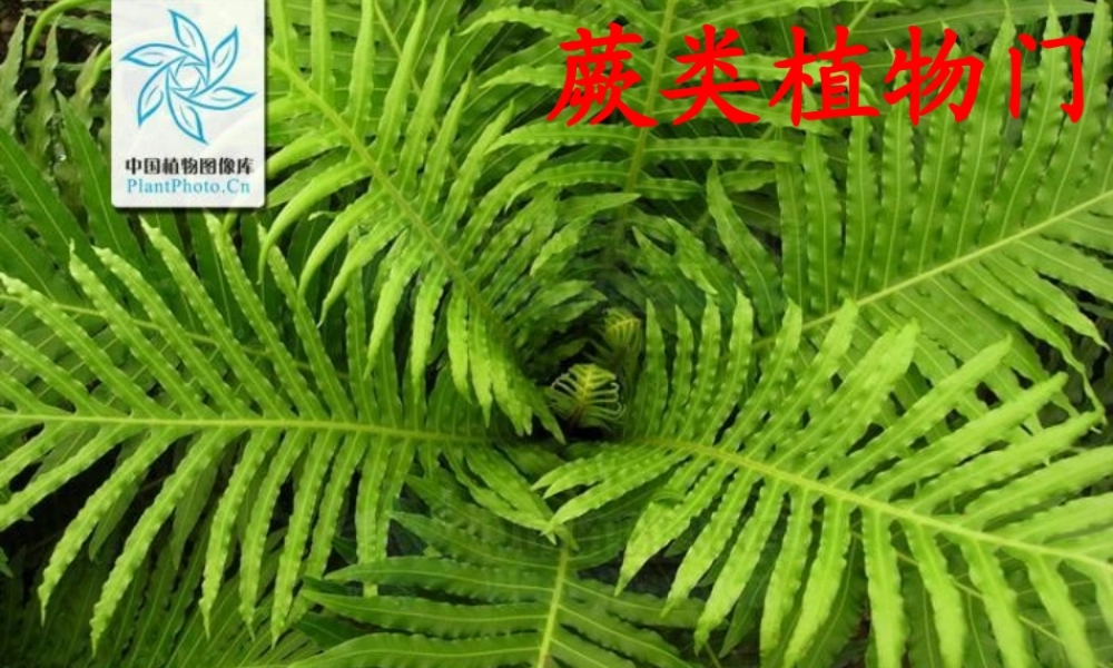 10-higher plant-4 真蕨.ppt