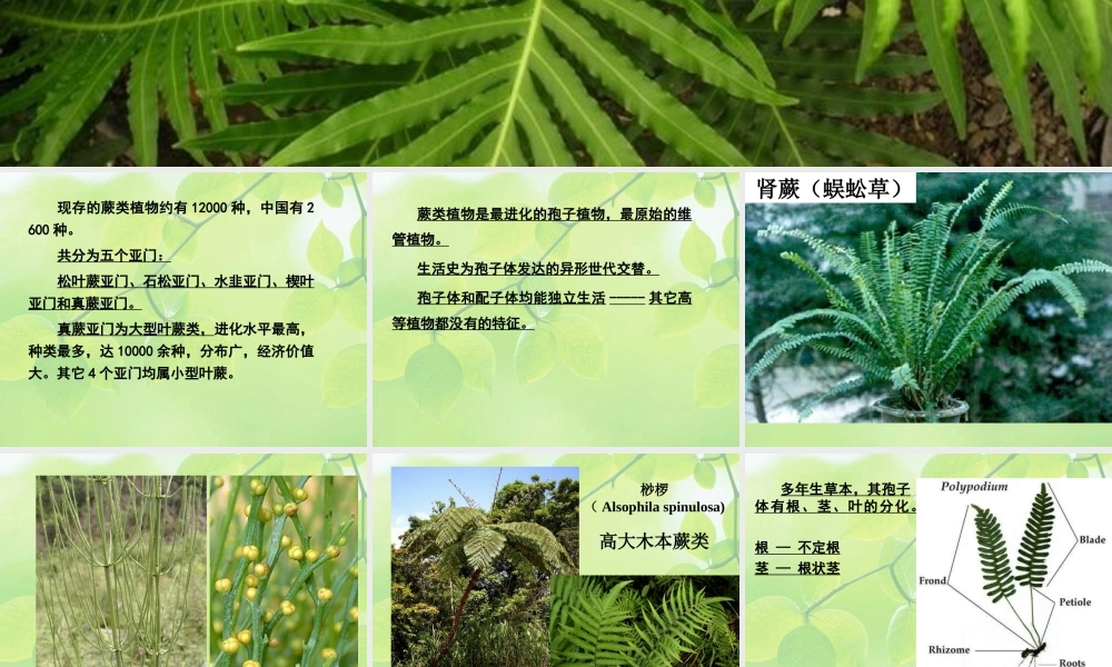 10-higher plant-4 真蕨.ppt
