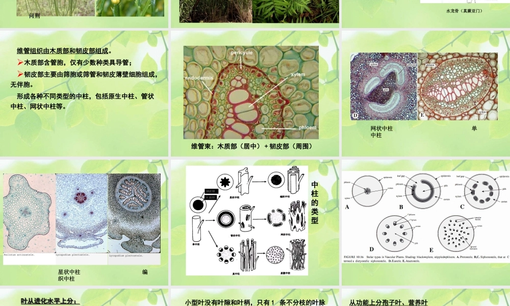 10-higher plant-4 真蕨.ppt