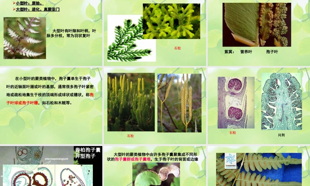 10-higher plant-4 真蕨.ppt