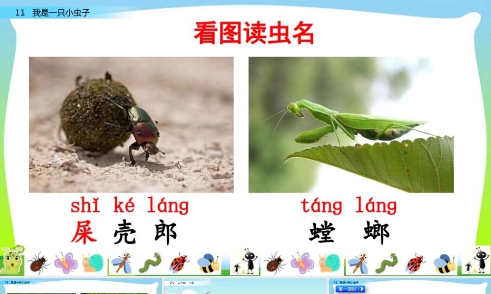 11 我是一只小虫子.pptx