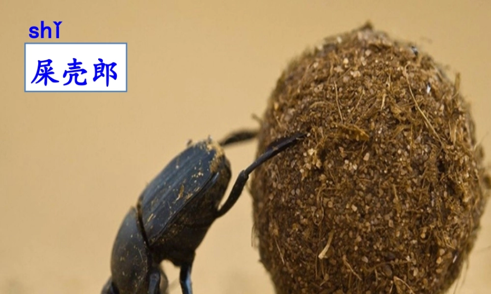 11 我是一只小虫子.ppt