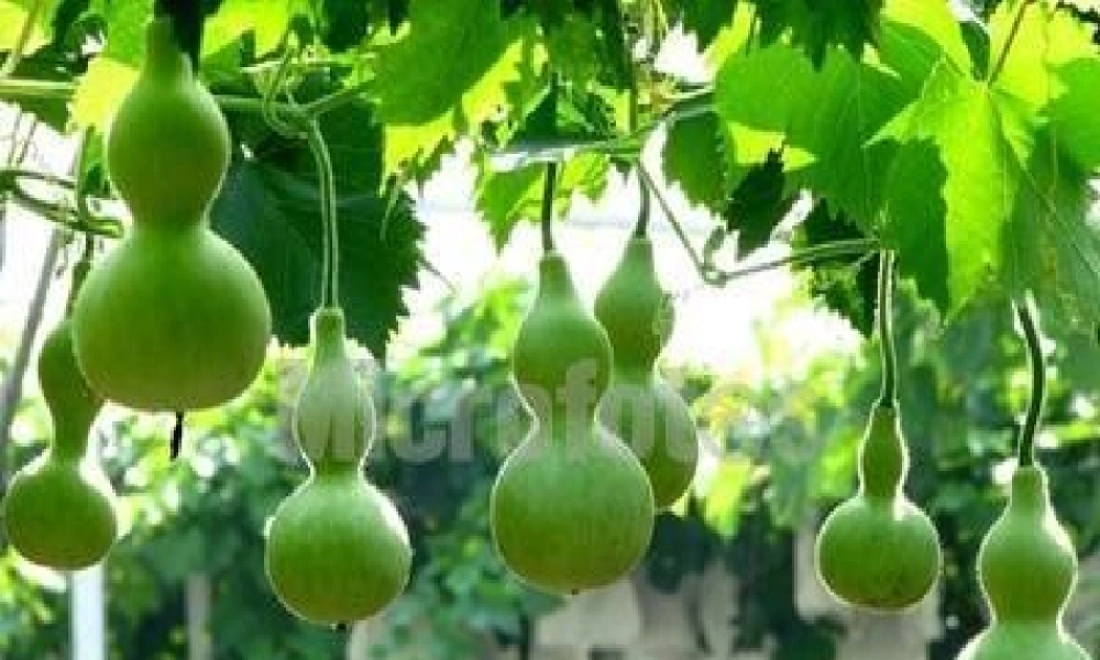 2017部编人教语文二年级上册14、我要的是葫芦ppt课件.ppt