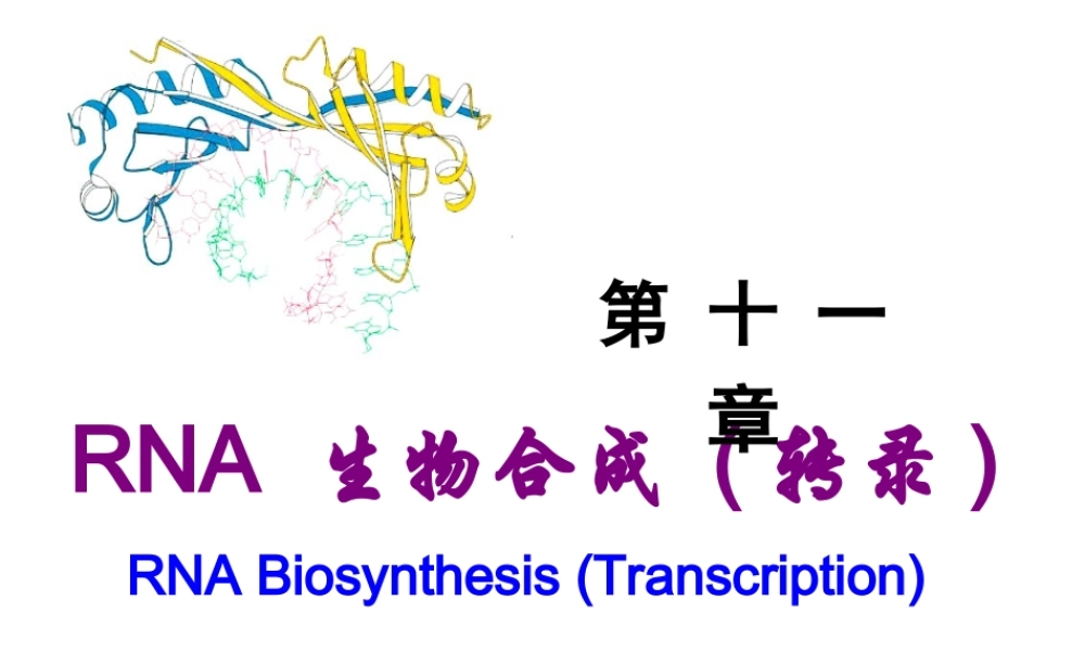 Chapter 11 RNA生物合成(1).ppt