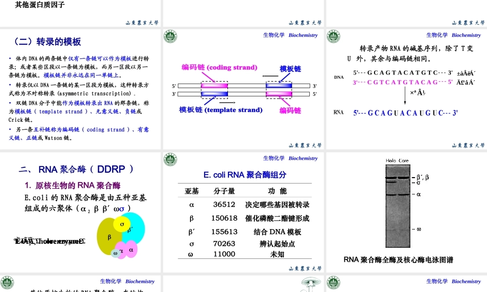 Chapter 11 RNA生物合成(1).ppt