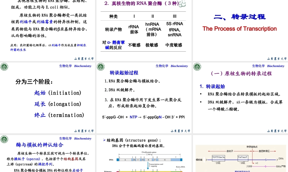 Chapter 11 RNA生物合成(1).ppt