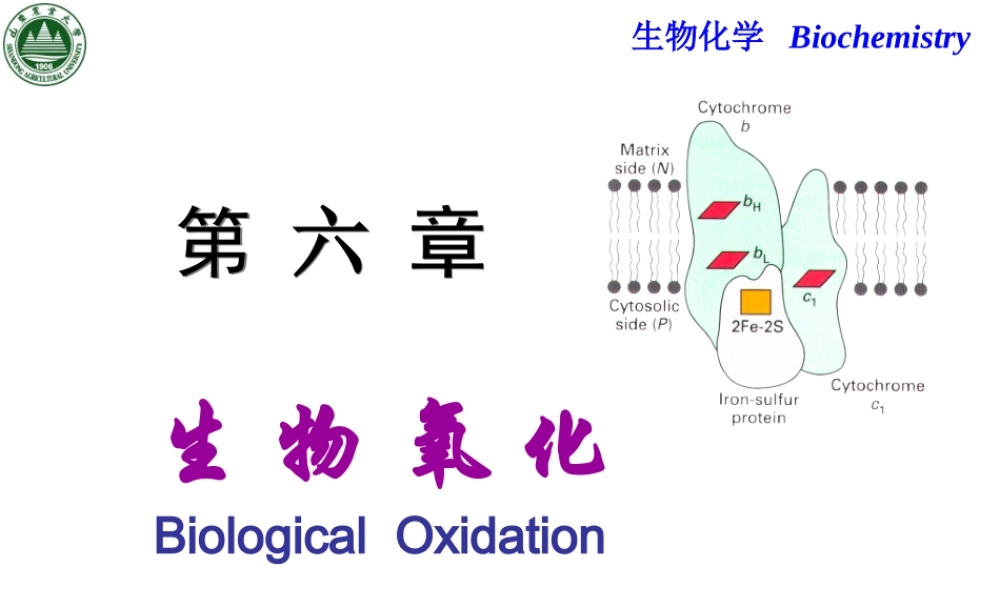 Chapter 6 生物氧化.ppt