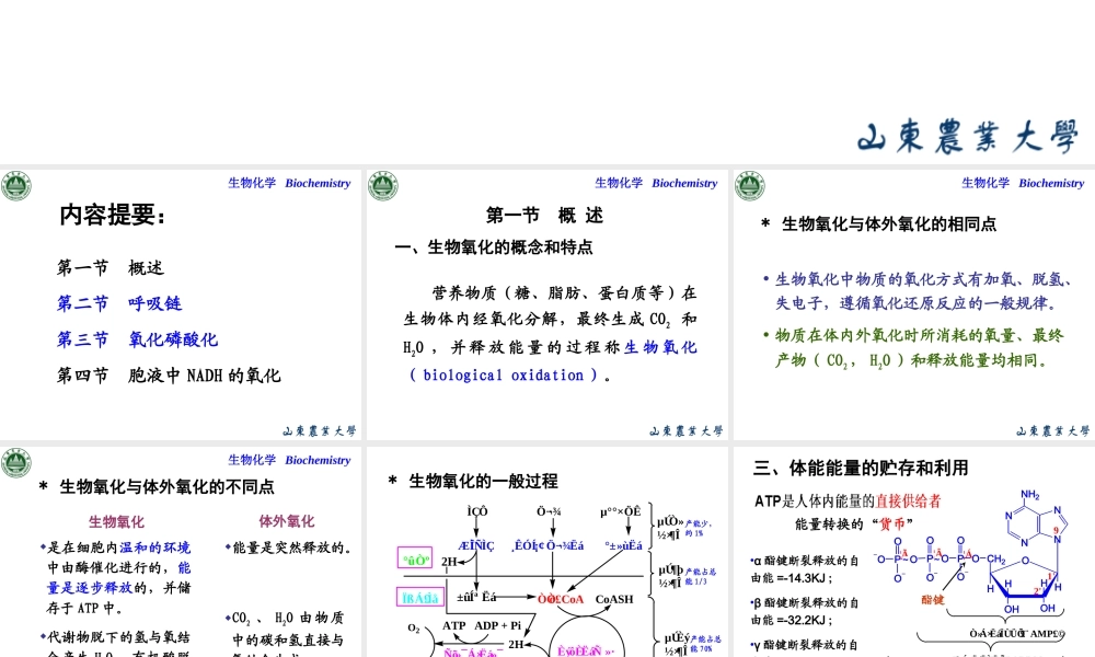 Chapter 6 生物氧化.ppt