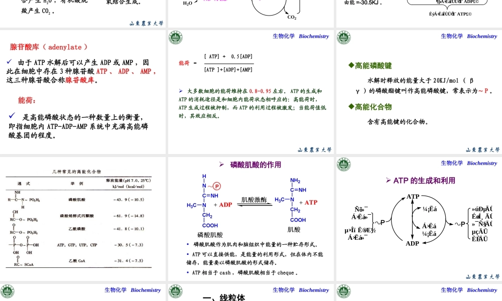 Chapter 6 生物氧化.ppt