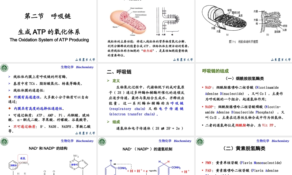 Chapter 6 生物氧化.ppt