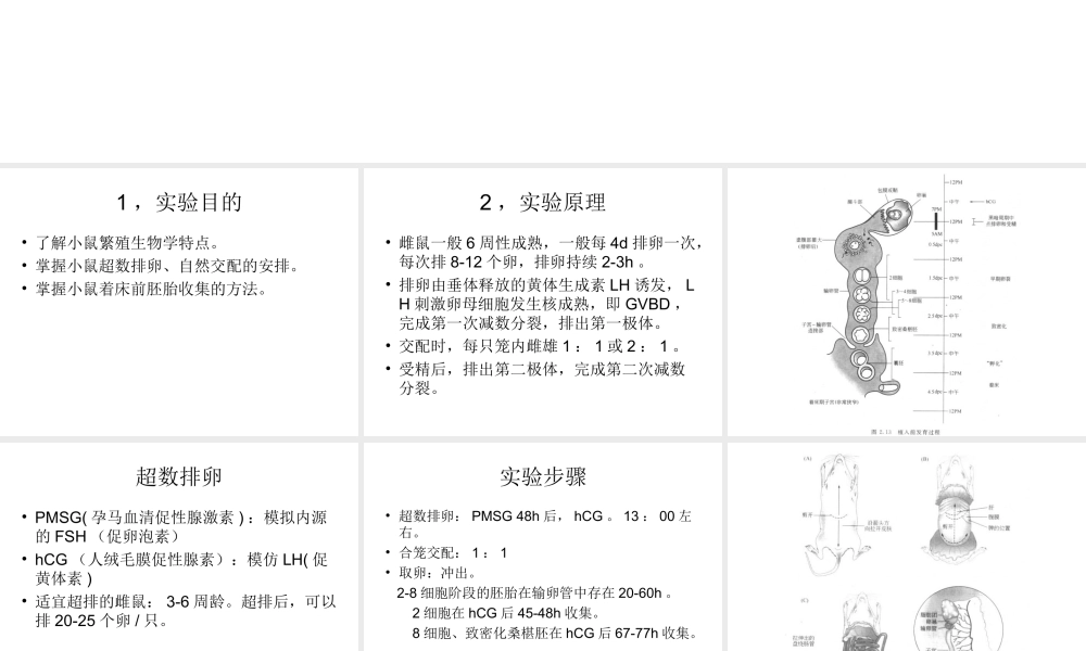 实验七 小鼠胚胎收集(1).ppt