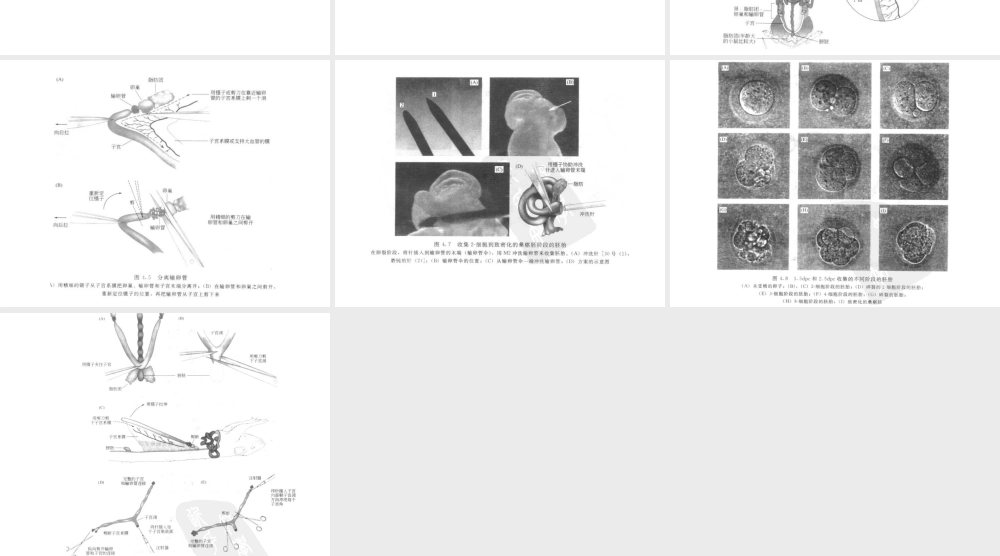实验七 小鼠胚胎收集(1).ppt