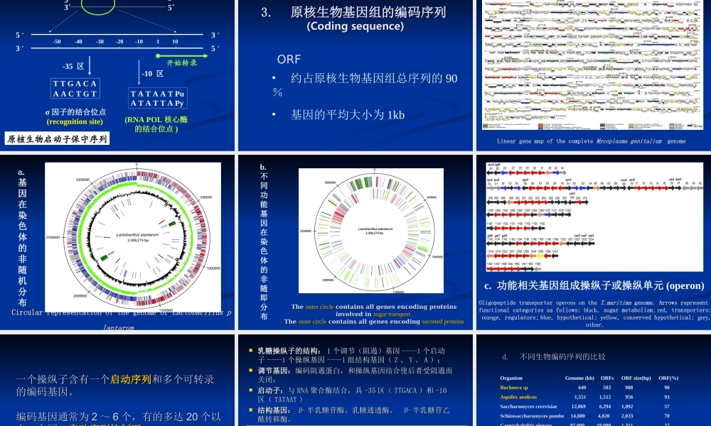 原核生物基因组(1).ppt