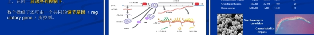 原核生物基因组(1).ppt