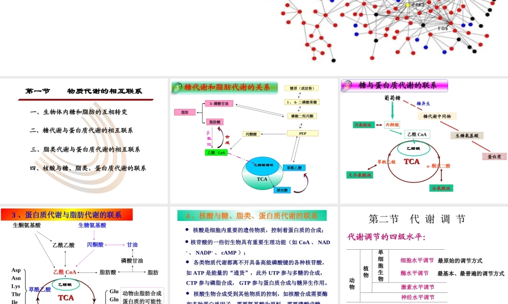 11 物质代谢的联系与调节.ppt