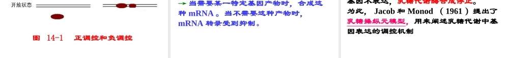 14.第十四章缩略 基因表达的调控刘庆昌简要.ppt