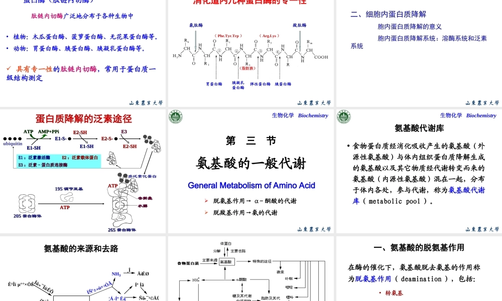 Chapter 8 含氮小分子物质的代谢.ppt