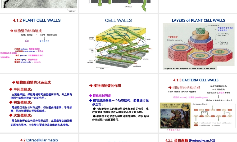 ru-第4章 细胞环境与互作 20171009(1).ppt