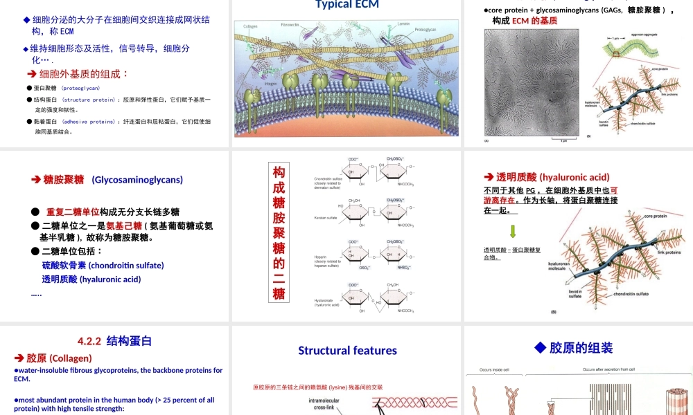 ru-第4章 细胞环境与互作 20171009(1).ppt
