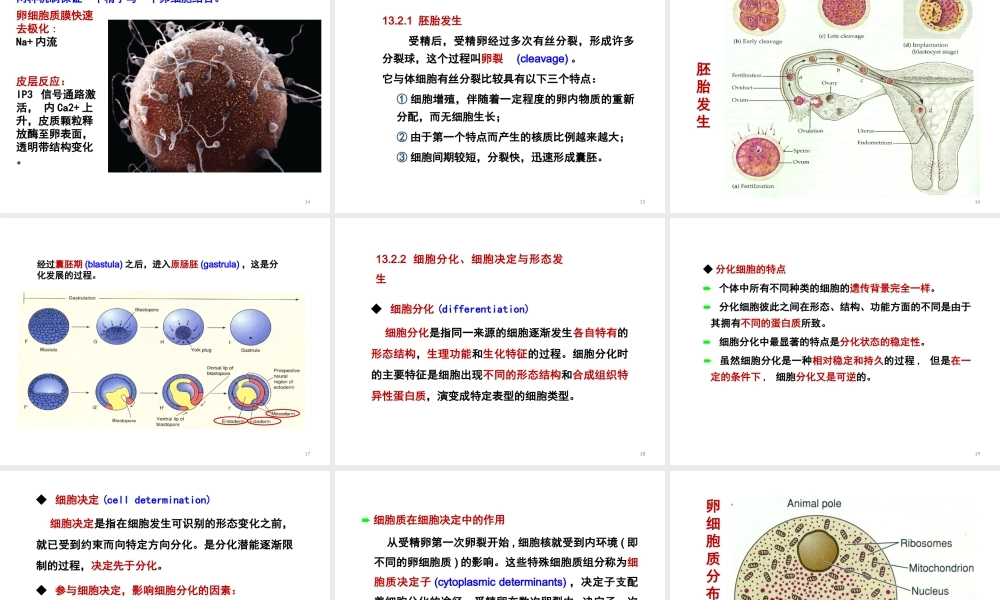 ru-第13章 胚胎发育与细胞分化 20171229(1).ppt