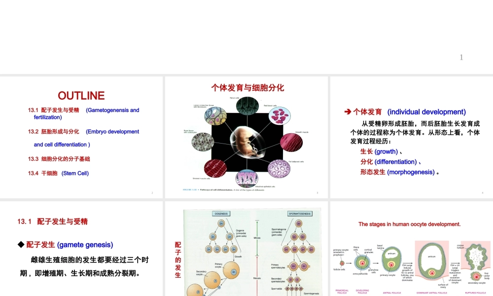 ru-第13章 胚胎发育与细胞分化 20161213(1).ppt