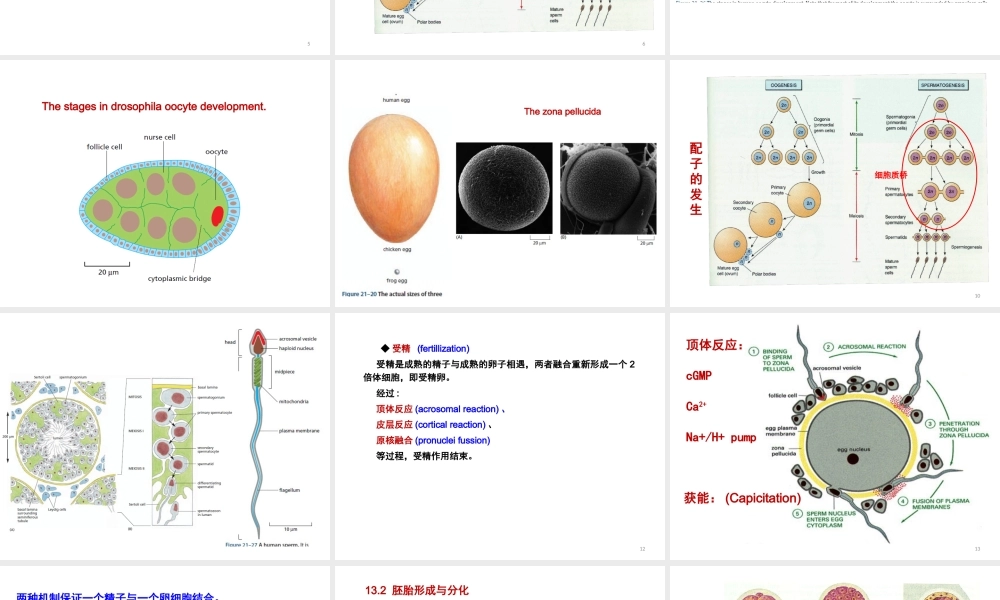 ru-第13章 胚胎发育与细胞分化 20161213(1).ppt