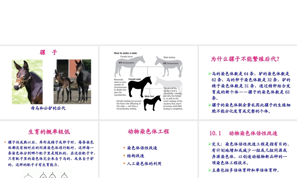 第10章 动物染色体工程(1).ppt