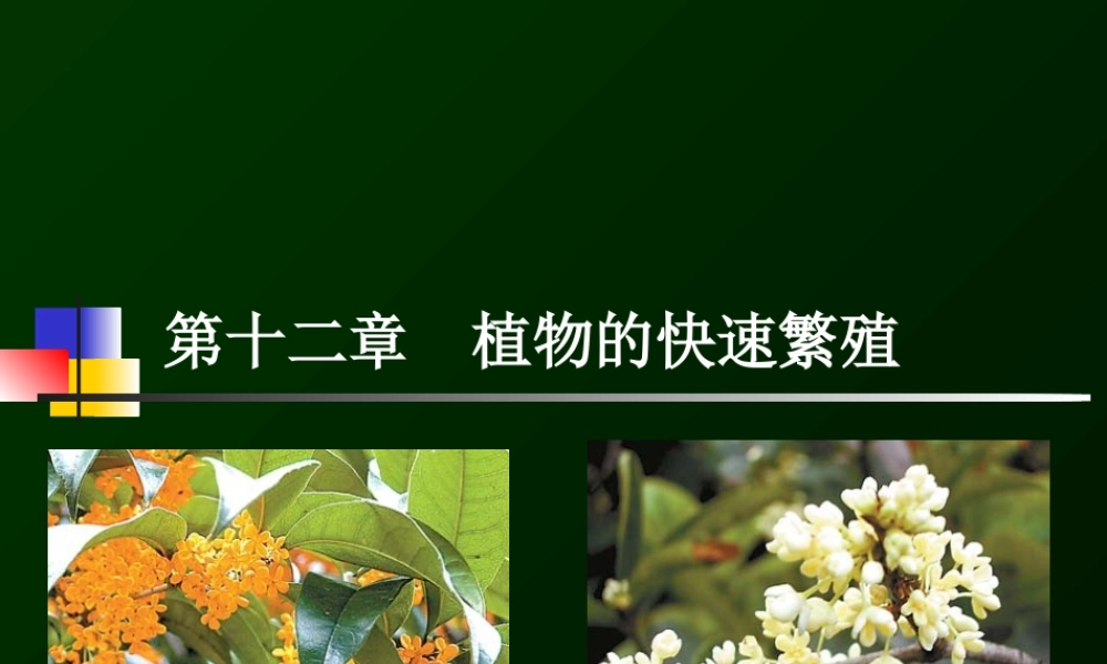 第12章植物的快速繁殖(1).ppt