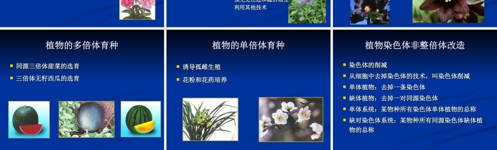 第17章 植物染色体工程(1).ppt