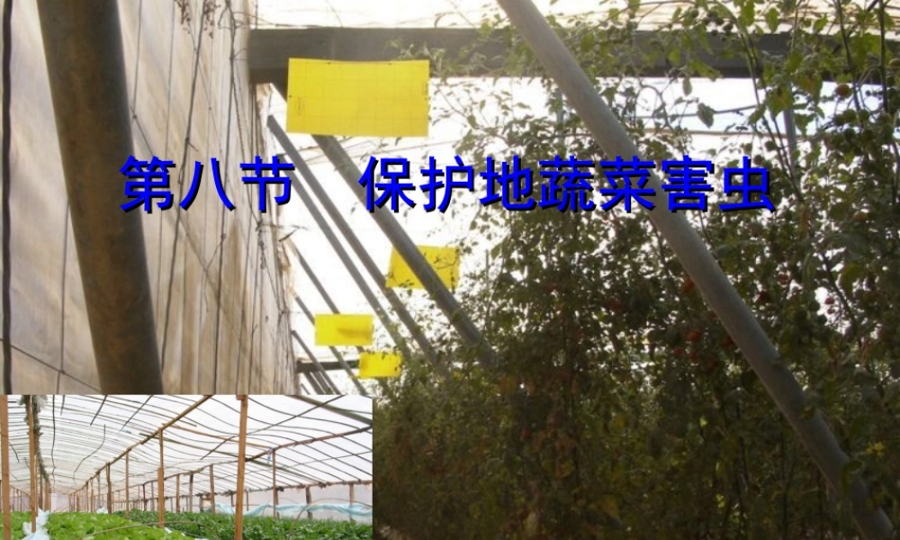 第八节 保护地蔬菜害虫.ppt