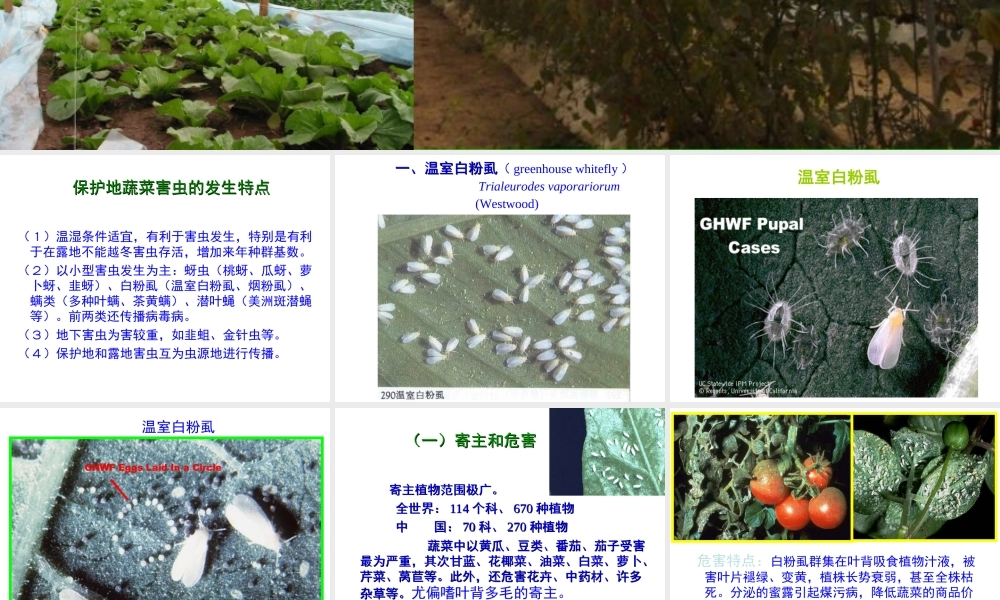 第八节 保护地蔬菜害虫.ppt