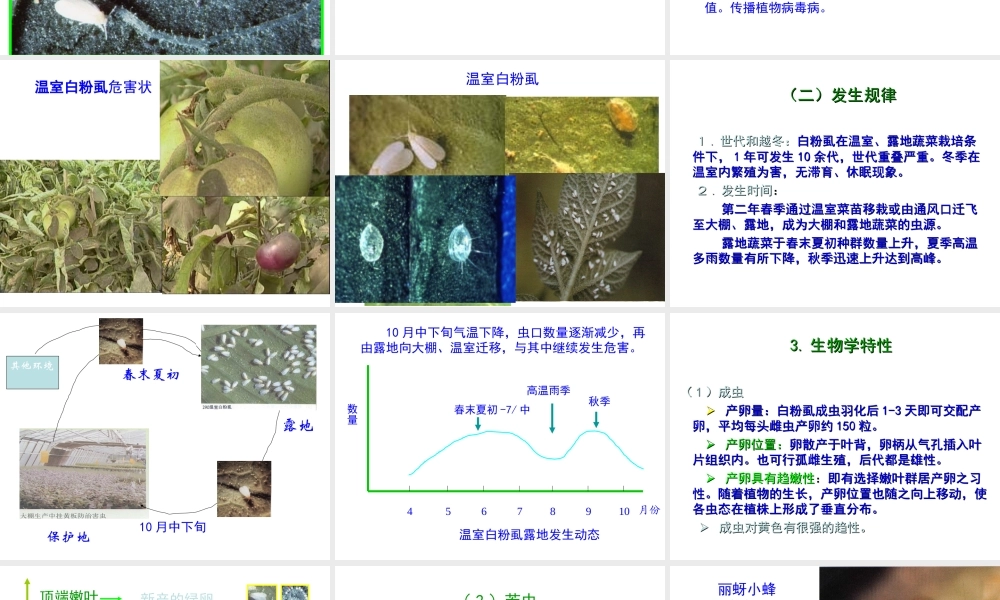 第八节 保护地蔬菜害虫.ppt