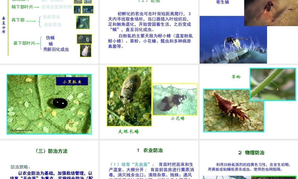 第八节 保护地蔬菜害虫.ppt