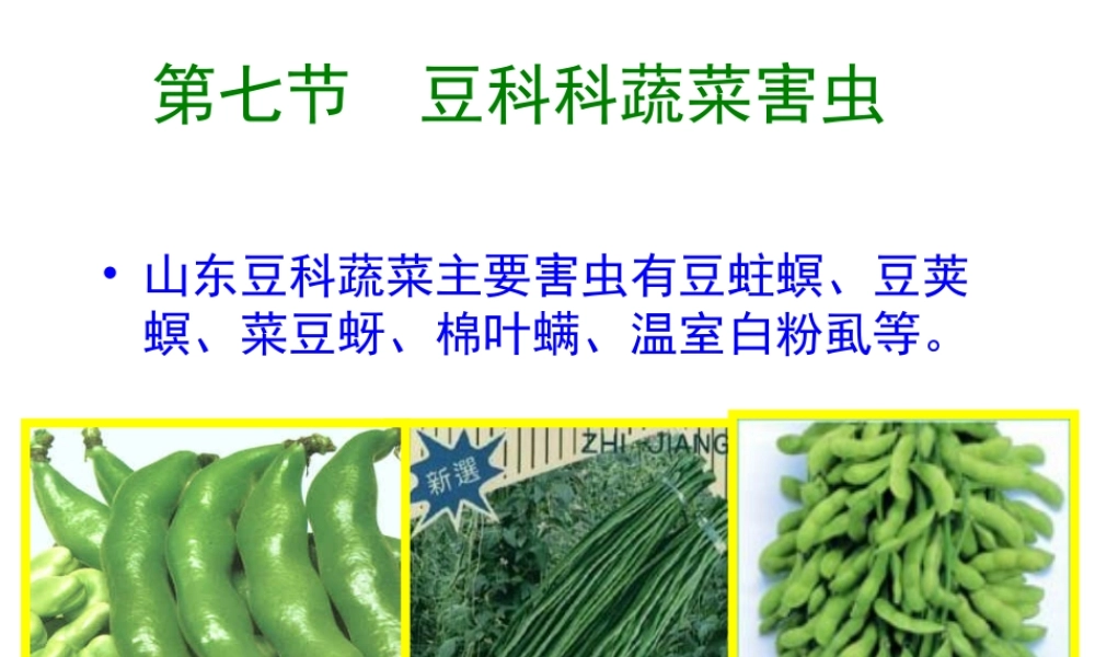 第七节 豆科科蔬菜害虫.ppt