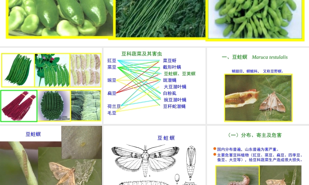 第七节 豆科科蔬菜害虫.ppt