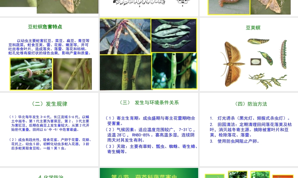 第七节 豆科科蔬菜害虫.ppt
