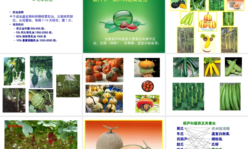 第七节 豆科科蔬菜害虫.ppt