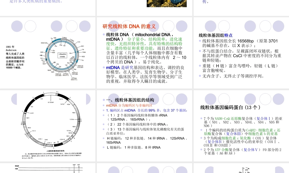 第七章线粒体病的遗传.ppt