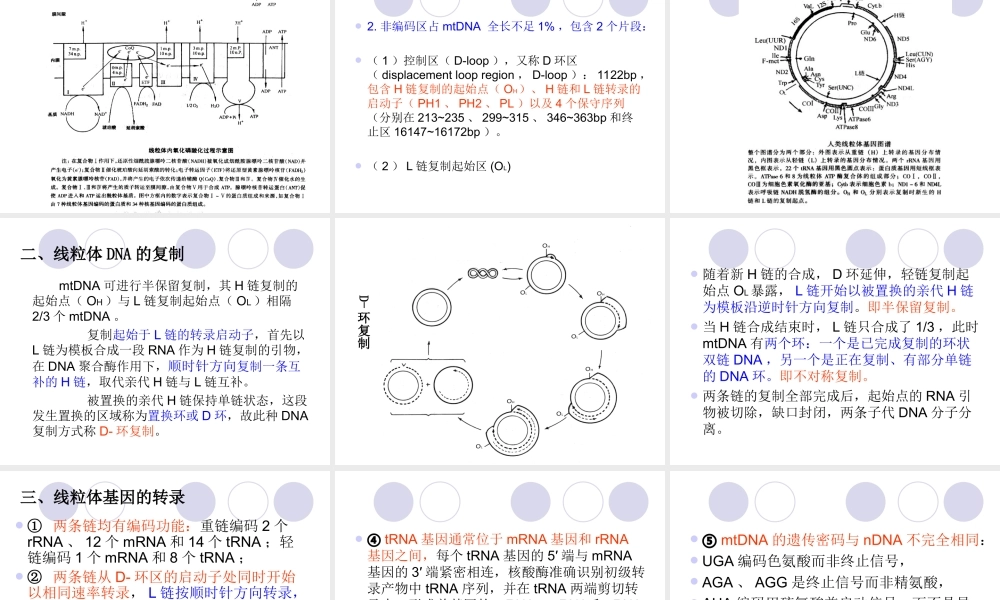 第七章线粒体病的遗传.ppt