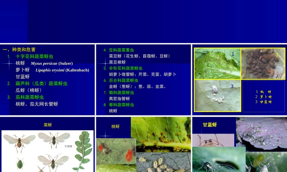 第三节 蔬菜蚜虫类-2.ppt