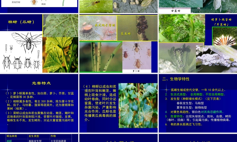 第三节 蔬菜蚜虫类-2.ppt