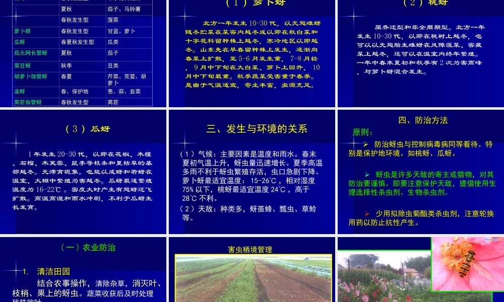 第三节 蔬菜蚜虫类-2.ppt