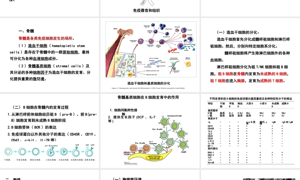 第三章 免疫器官与组织.ppt